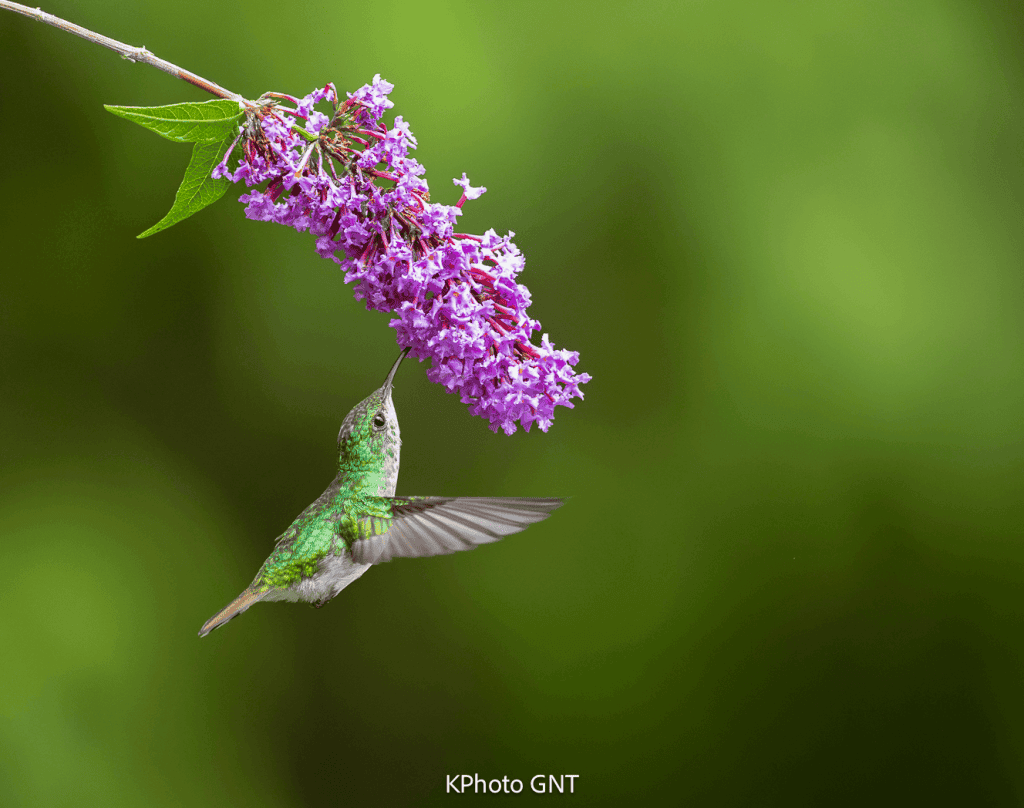 Coppery-headed Emerald Microchera cupreiceps