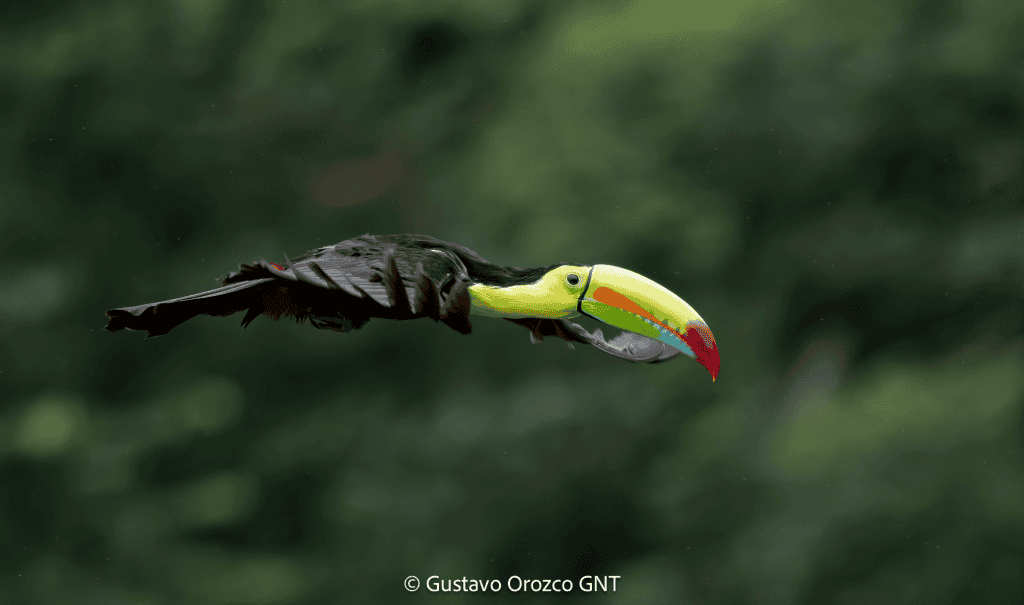 The Keel-billed Toucan (Ramphastos sulfuratus)