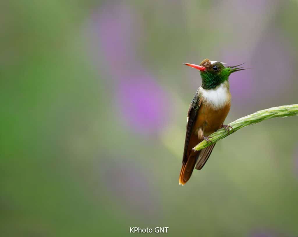 Tiny hummingbird with a funky hairdo. Male unmistakable with spiky white crest and dark green feathers that extend back from the side of the neck. Also note white chest, rufous belly, and white band across rump. Female similar to Black-crested Coquette, but look for rufous belly. Quite rare, with restricted range in lowlands and foothills of Costa Rica and western Panama. Can be found at all levels of forest and edge, but most often low, sometimes feeding at small purple flowers in gardens. Typically seen singly, but multiple individuals may gather at a productive flowering shrub.