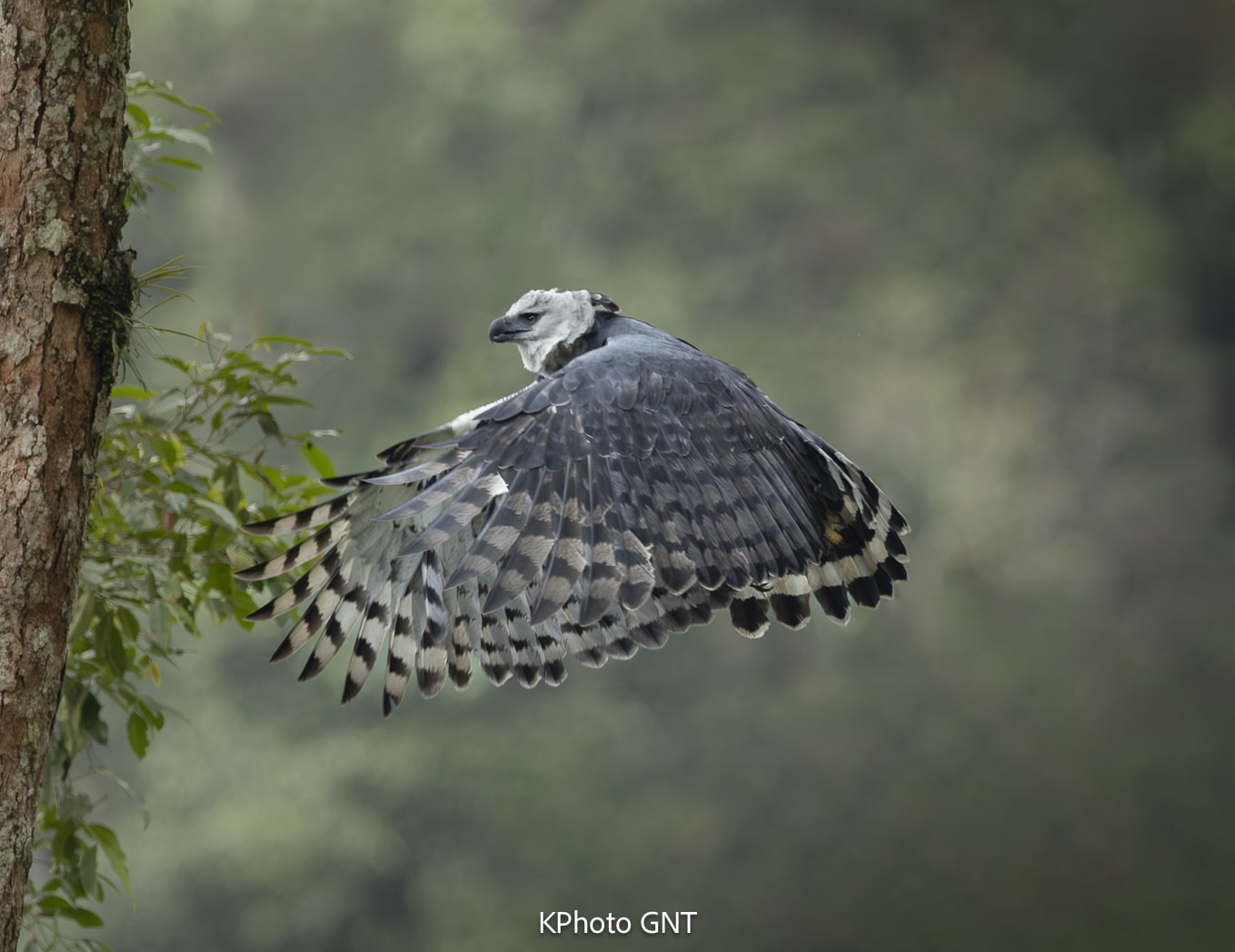 Harpy Eagle (Harpia harpyja) perched in mature tropical rainforest