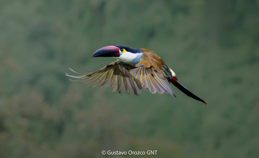 Black-billed Mountain-Toucan (Andigena nigrirostris) flying in the Colombian Andes cloud forest