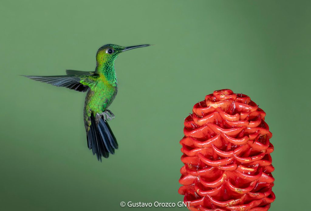 Green-crowned Brilliant (Heliodoxa jacula) in flight captured with multiflash technique in Costa Rica cloud forest