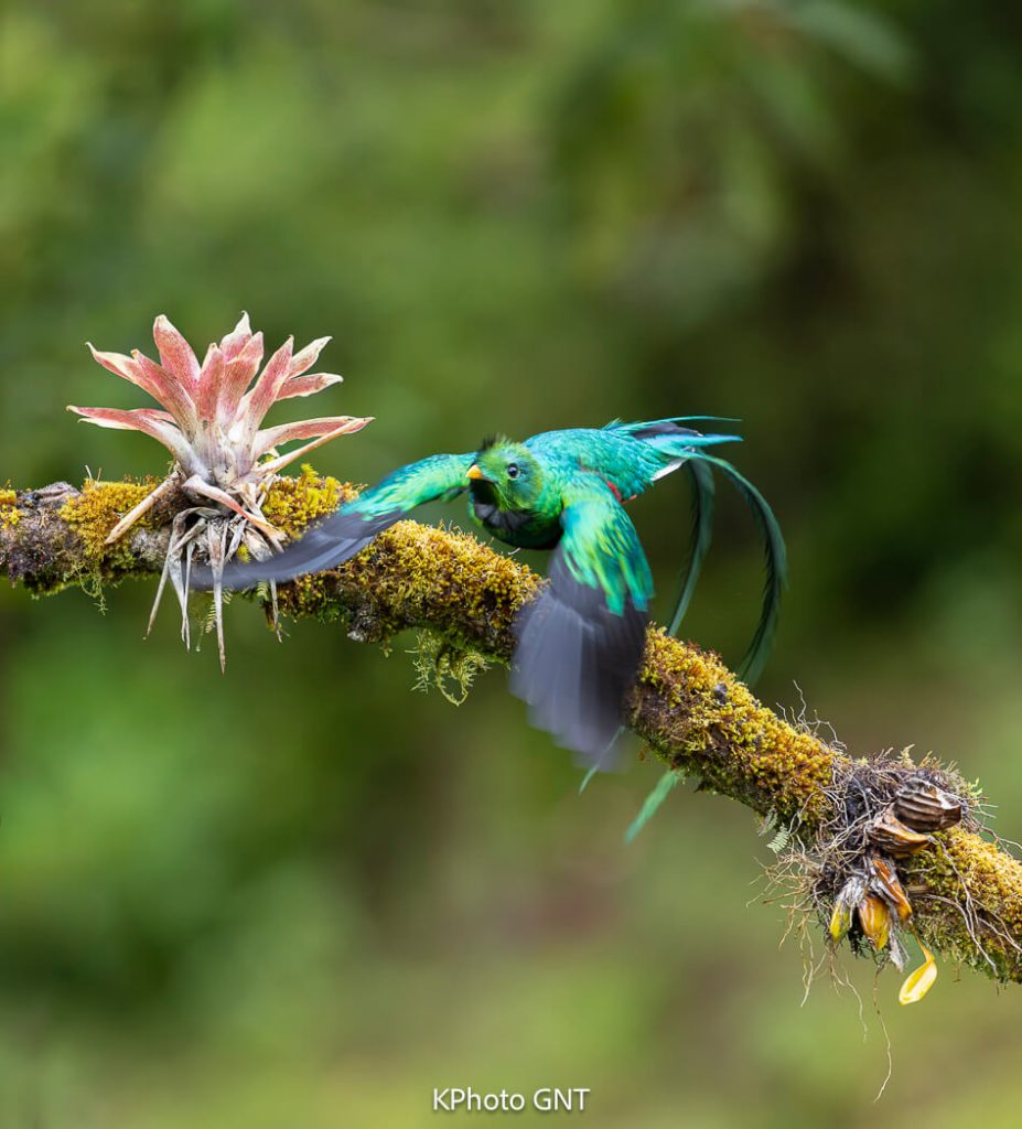Resplendent Quetzal in cloud forest habitat, birdwatching in Costa Rica
