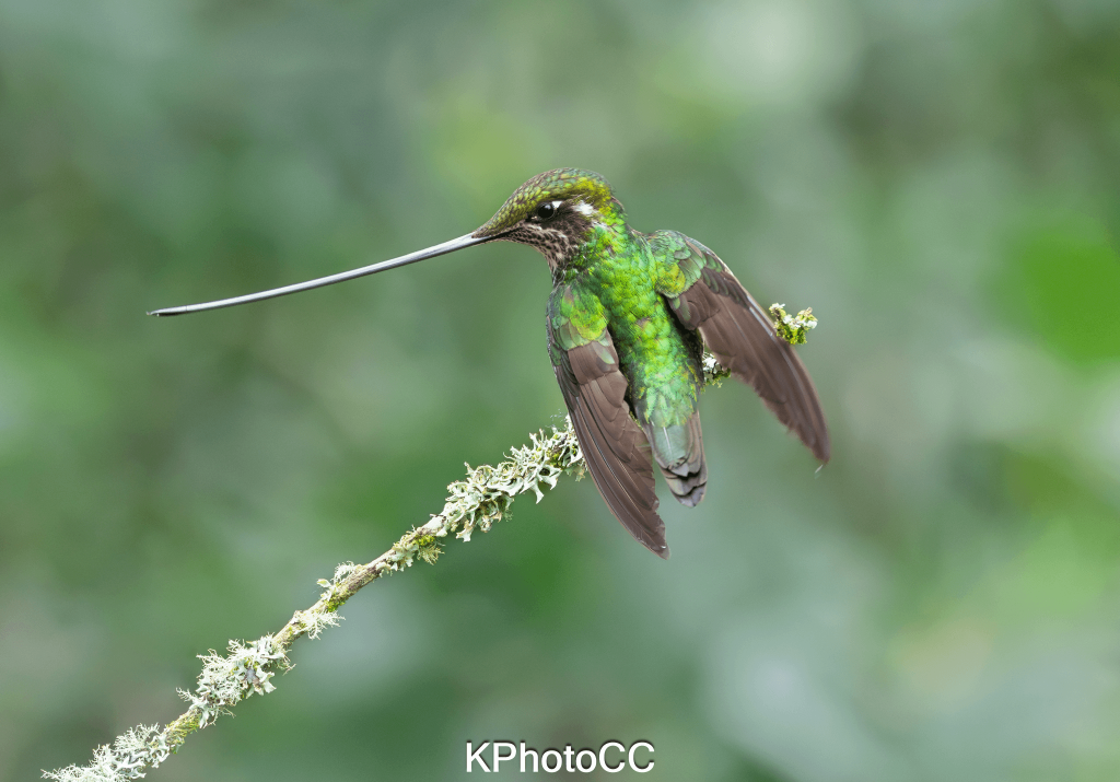 Sword-billed Hummingbird (Ensifera ensifera) perched in the Colombian Andes during a guided birding tour