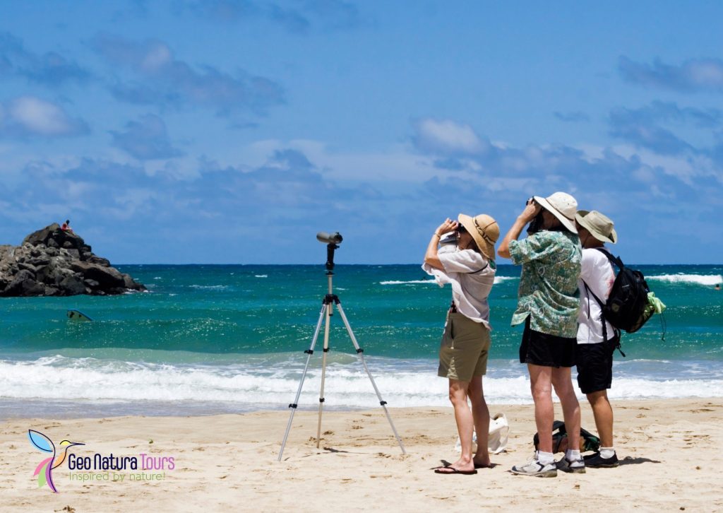 Small group birding tours guided by expert naturalist in tropical forest
