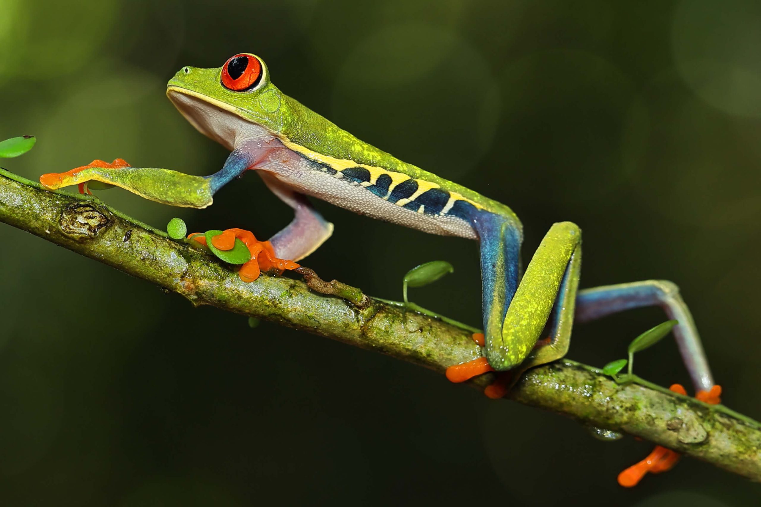 Frog Sloth Turtles & Sloths - Geo Natura Tours